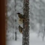 Kiilopaeae Lapland * Kakslauttanen