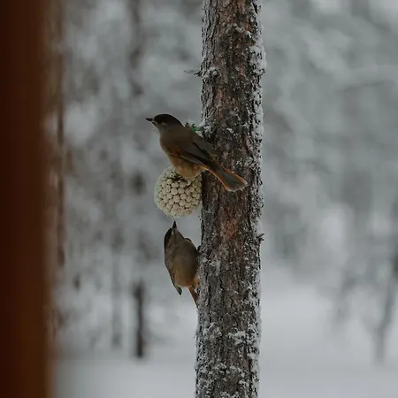 Kiilopaeae Lapland * Kakslauttanen
