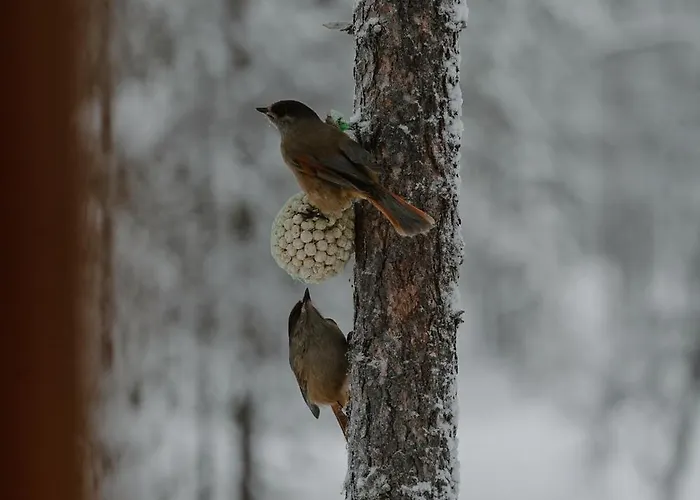 Kiilopaeae Lapland * Kakslauttanen